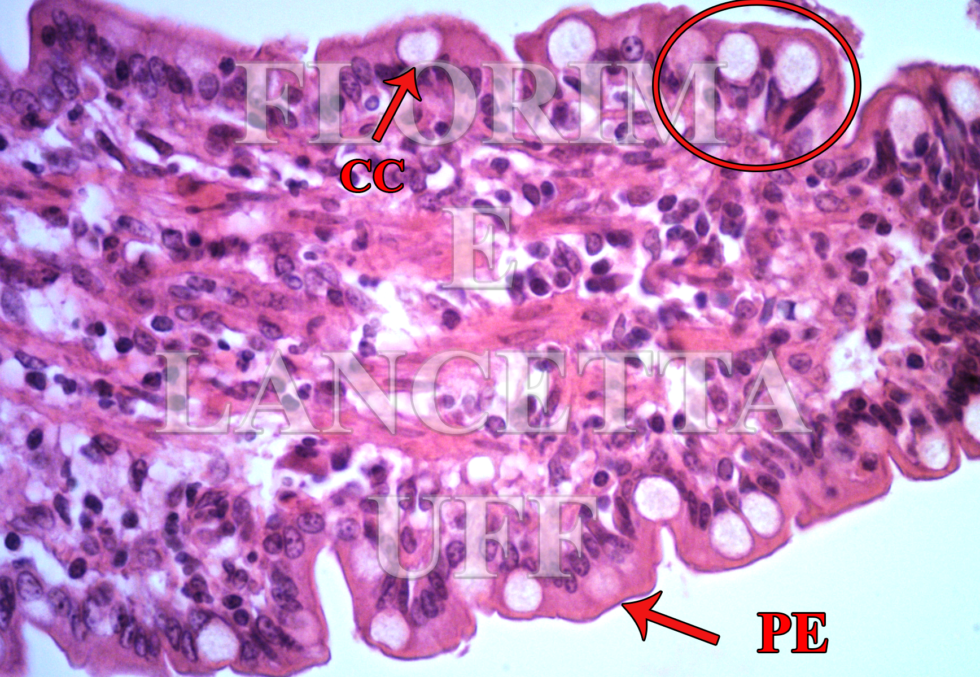 Tecido Epitelial Atlas Virtual De Histologia